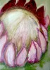 Protea